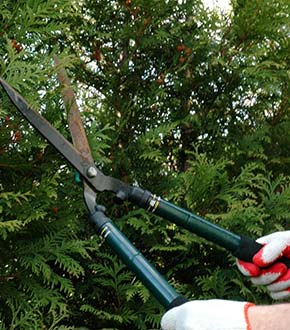 Tree Trimming and Pruning