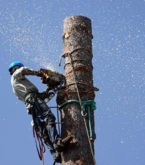 Tree Removal