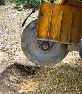 Stump Grinding and Removal