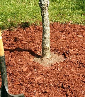 Mulch Installation