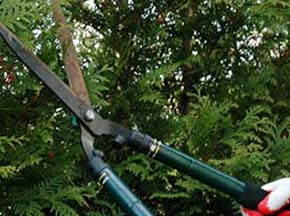 Tree Trimming and Pruning