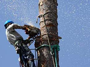 Tree Removal