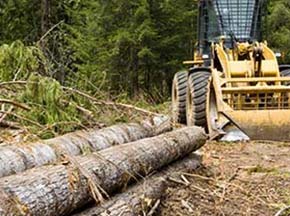 Land Clearing